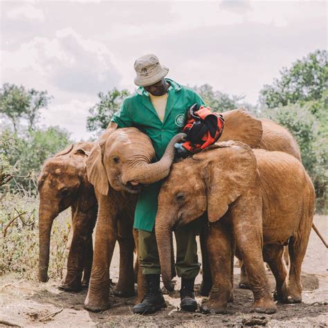 elephant charities|Sheldrick Wildlife Trust: Haven for Elephants & Rhinos.
